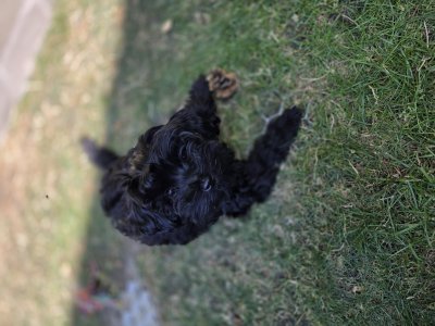 2026-07-25 Alfie 01.jpg